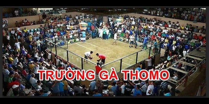 Nơi tổ chức trận đấu đá gà 24 tỷ 