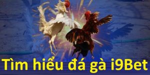 đá gà campuchia i9bet