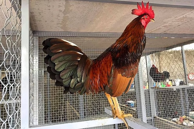 cách tập luyện gà đá