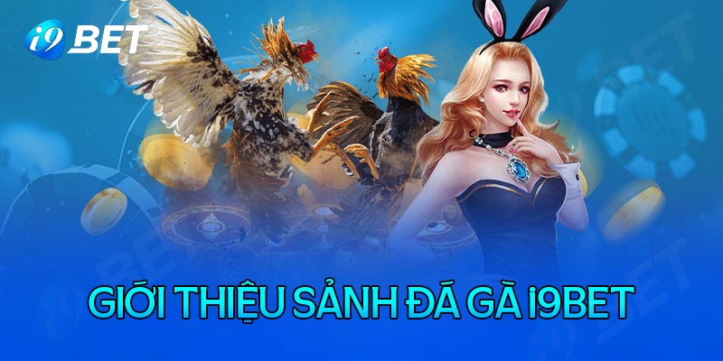 đá gà i9bet