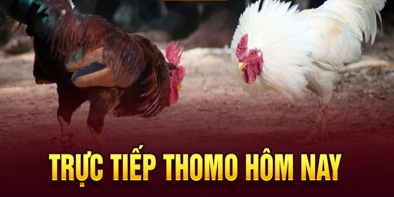 cách đặt cược đá gà thomo i9bet